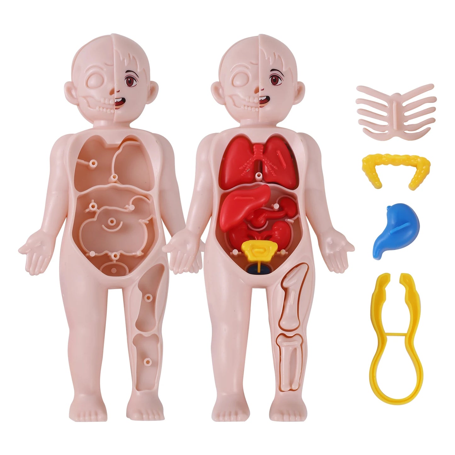 14Pcs Set Human Organ Model Children DIY Assembled Medical Early Science Education Toy 3D Human Body Puzzle Teaching Tool