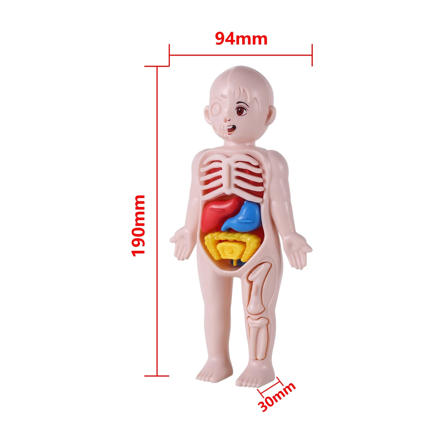 14Pcs Set Human Organ Model Children DIY Assembled Medical Early Science Education Toy 3D Human Body Puzzle Teaching Tool
