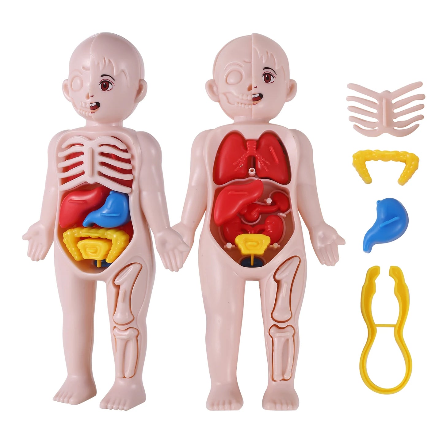 14Pcs Set Human Organ Model Children DIY Assembled Medical Early Science Education Toy 3D Human Body Puzzle Teaching Tool