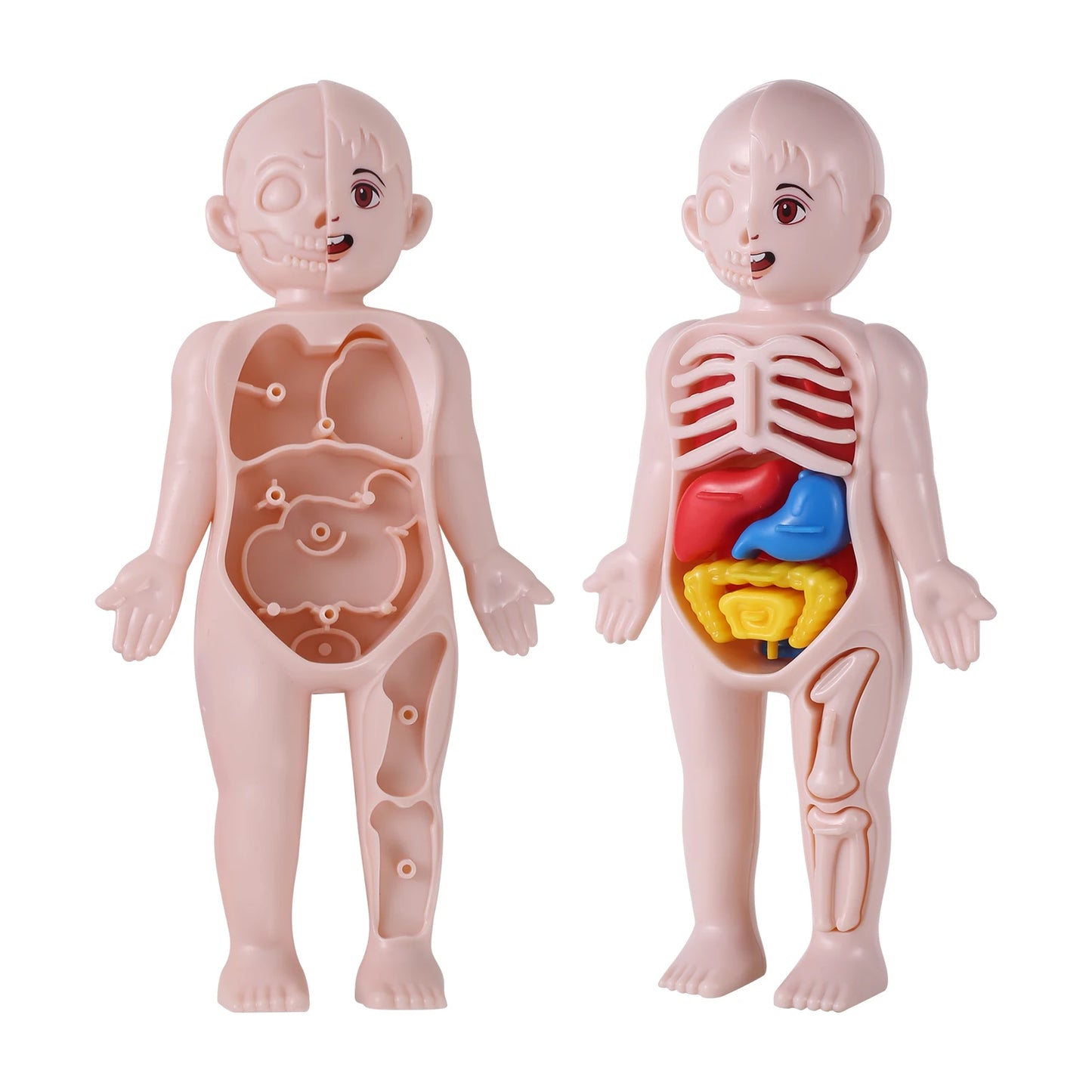 14Pcs Set Human Organ Model Children DIY Assembled Medical Early Science Education Toy 3D Human Body Puzzle Teaching Tool