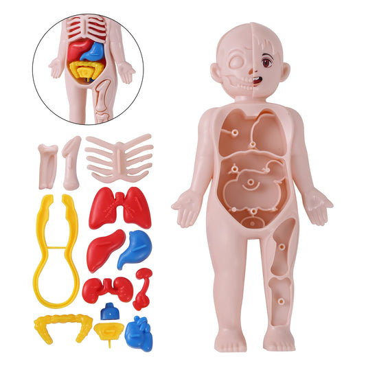 14Pcs Set Human Organ Model Children DIY Assembled Medical Early Science Education Toy 3D Human Body Puzzle Teaching Tool