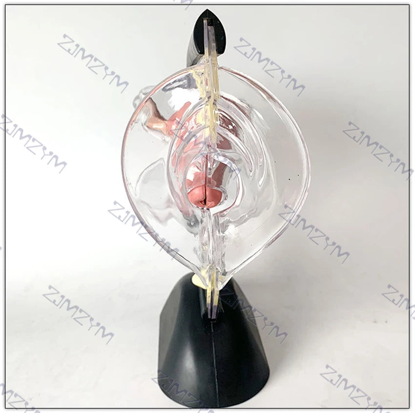 Female Reproductive System Model Transparent Uterus Model Female Anatomical Model For Teaching Or Medical Presentations