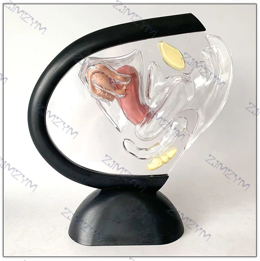 Female Reproductive System Model Transparent Uterus Model Female Anatomical Model For Teaching Or Medical Presentations