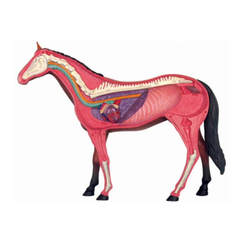 Realistic Horse Organ Anatomy Model for Study and Medical Teaching, Horse Anatomy Model for Child Medical Teaching Toy