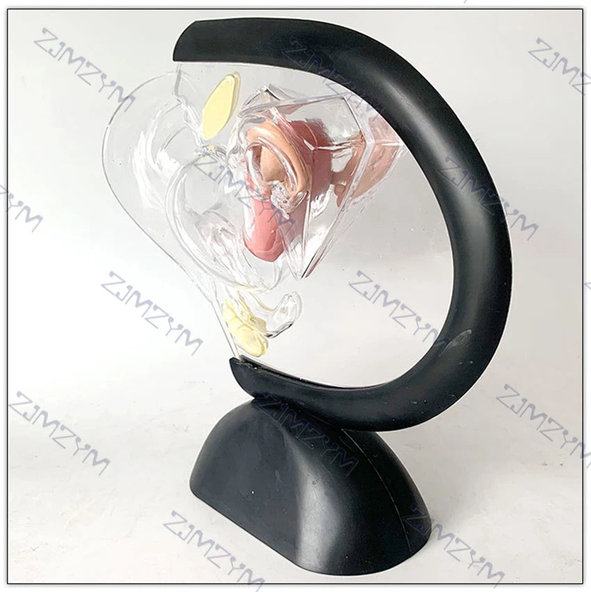 Female Reproductive System Model Transparent Uterus Model Female Anatomical Model For Teaching Or Medical Presentations