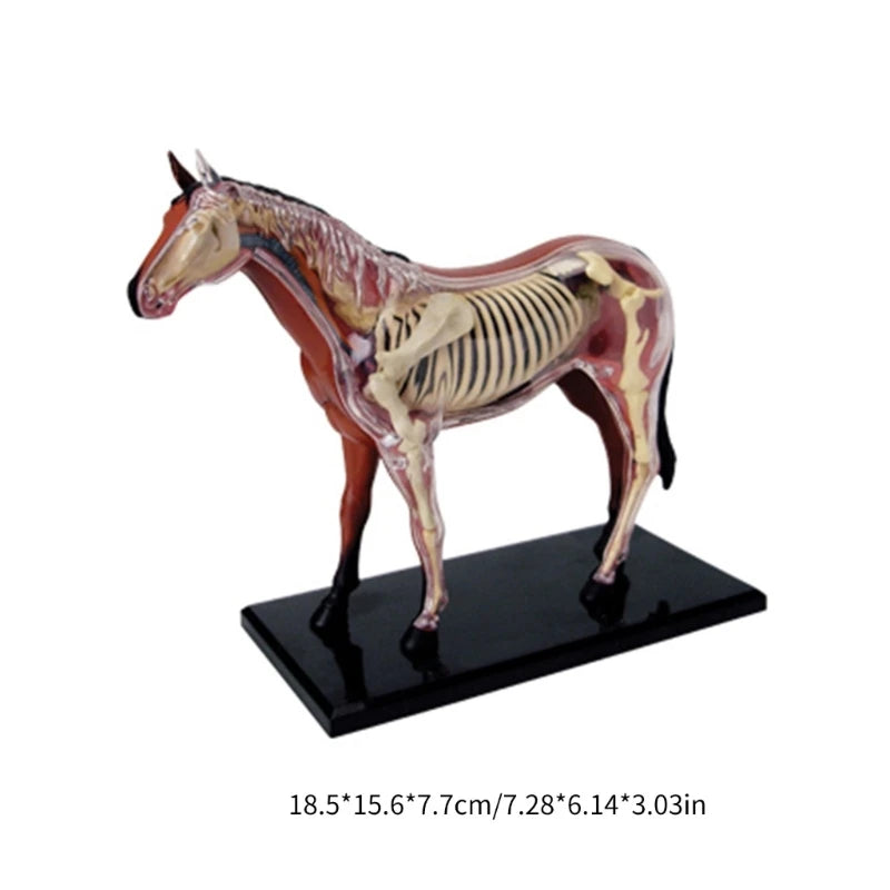 Realistic Horse Organ Anatomy Model for Study and Medical Teaching, Horse Anatomy Model for Child Medical Teaching Toy