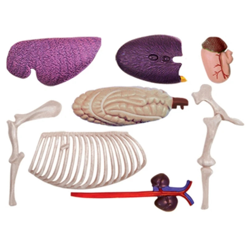 Realistic Horse Organ Anatomy Model for Study and Medical Teaching, Horse Anatomy Model for Child Medical Teaching Toy