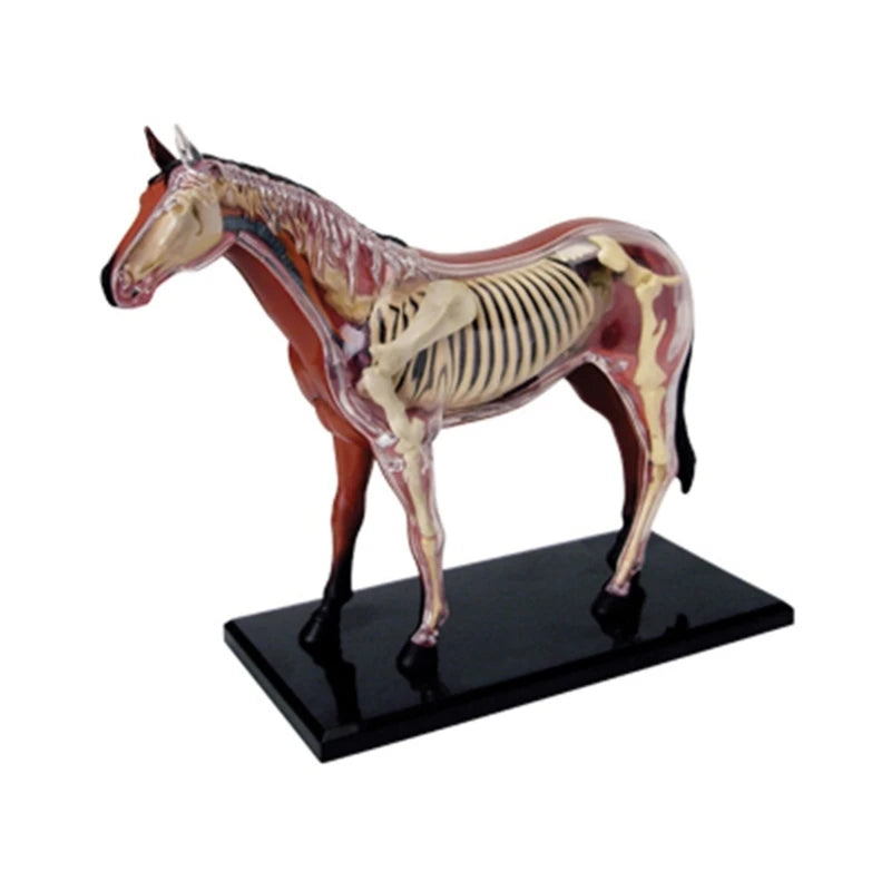 Realistic Horse Organ Anatomy Model for Study and Medical Teaching, Horse Anatomy Model for Child Medical Teaching Toy