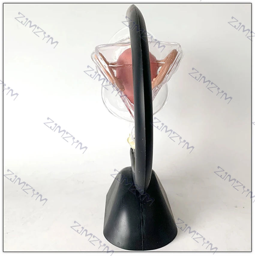 Female Reproductive System Model Transparent Uterus Model Female Anatomical Model For Teaching Or Medical Presentations