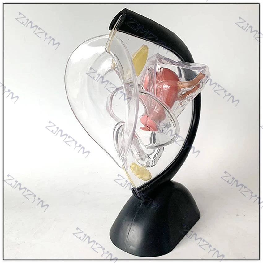 Female Reproductive System Model Transparent Uterus Model Female Anatomical Model For Teaching Or Medical Presentations